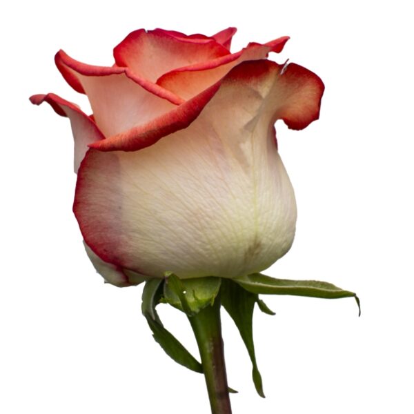 Blush-OrangeRoses-Hispanoroses-800x800-C