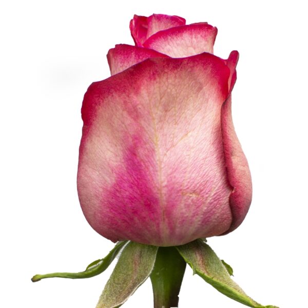 Carrusel-PinkRoses-Hispanoroses-800x800-A