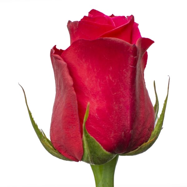 CherryOh-PinkRoses-Hispanoroses-800x800-A