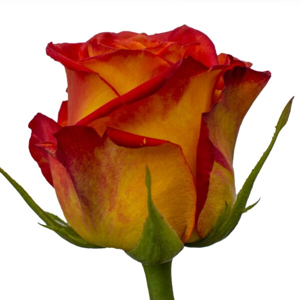 Circus-OrangeRoses-Hispanoroses-800x800-C