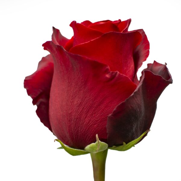 Explorer-RedRoses-Hispanoroses-800x800-C