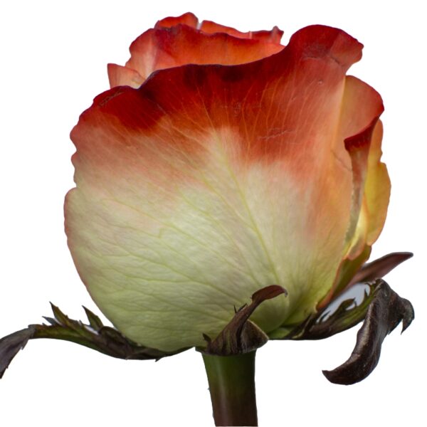 Farfalla-OrangeRoses-Hispanoroses-800x800-C