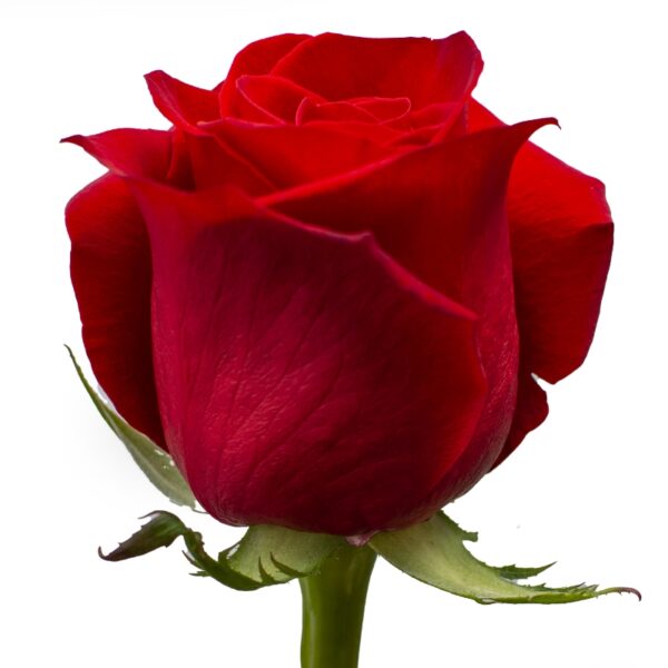 Freedom-RedRoses-Hispanoroses-800x800-C