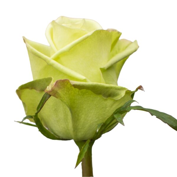 GreenTea-GreenRoses-Hispanoroses-800x800-A