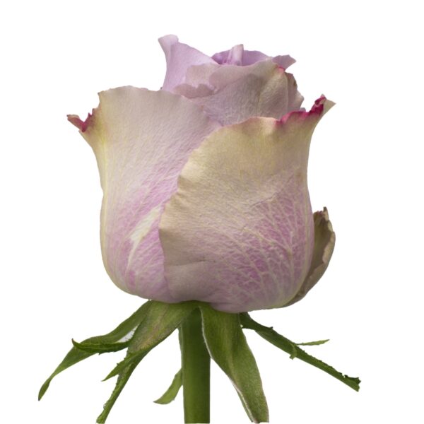 GreyKnights-NoveltyRoses-Hispanoroses-800x800-A