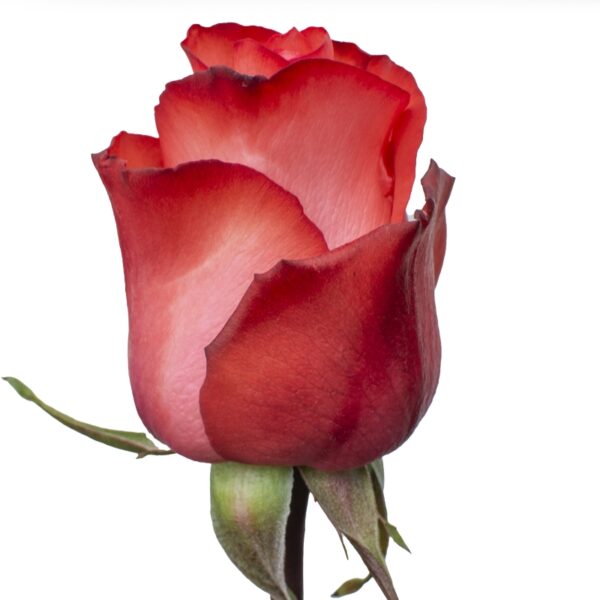 HighBlooming-PinkRoses-Hispanoroses-800x800-A