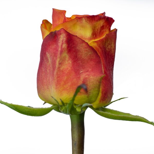 HighMagic-YellowRoses-Hispanoroses-800x800-C