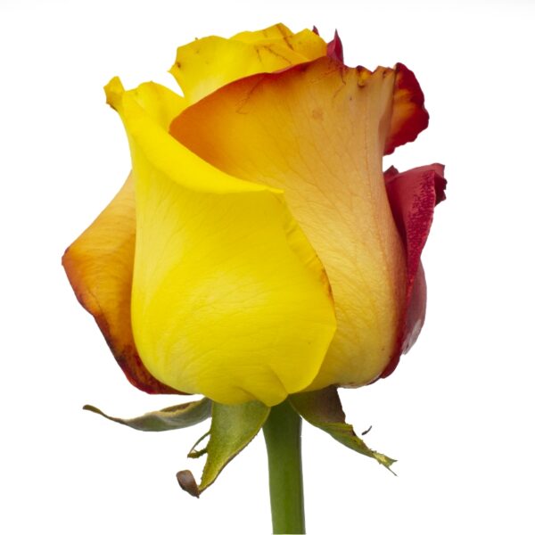 HighYellow-YellowRoses-Hispanoroses-800x800-C