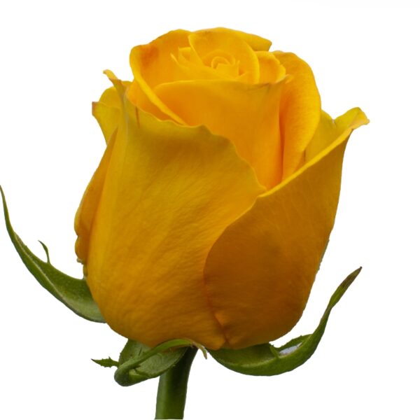 Kerios-YellowRoses-Hispanoroses-800x800-C