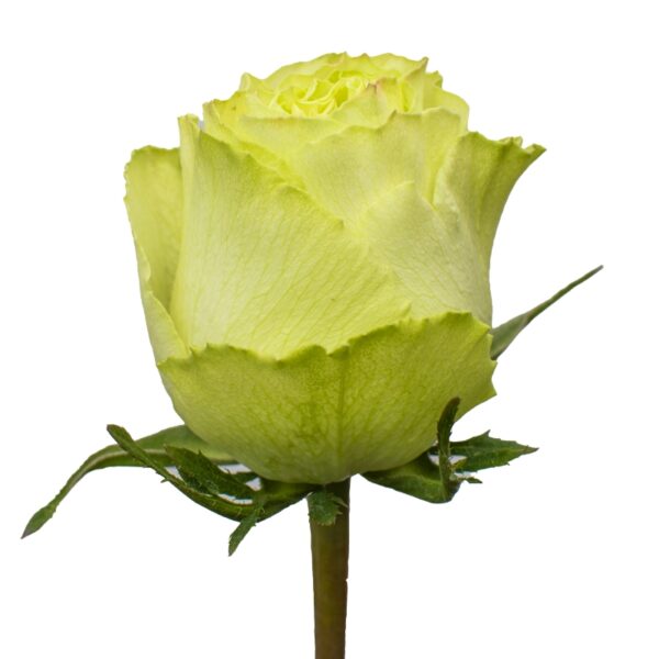 Lemonade-GreenRoses-Hispanoroses-800x800-A