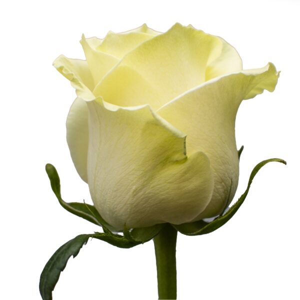 Mondial-WhiteRoses-Hispanoroses-800x800-A