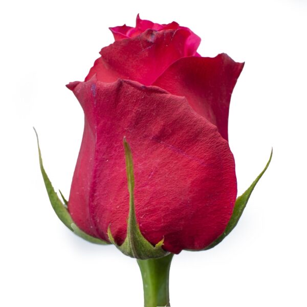 PinkFloyd-PinkRoses-Hispanoroses-800x800-A