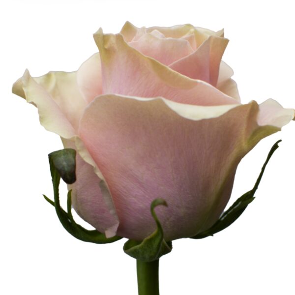 PinkMondial-PinkRoses-Hispanoroses-800x800-A