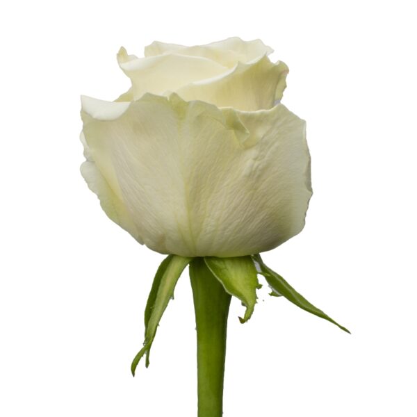 PlayaBlanca-WhiteRoses-Hispanoroses-800x800-C