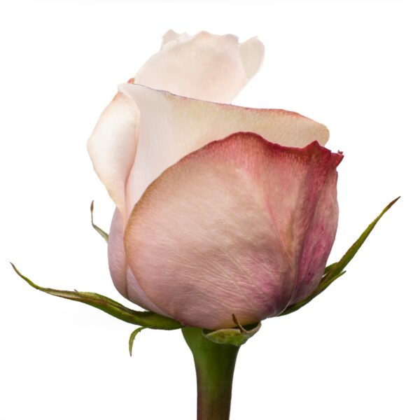 PomaRosa-PinkRoses-Hispanoroses-800x800-A