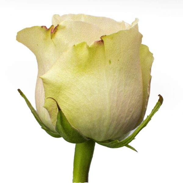 Pompey-NoveltyRoses-Hispanoroses-800x800-C