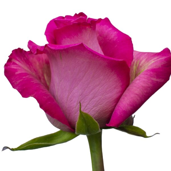 PurpleZezane-PinkRoses-Hispanoroses-800x800-A