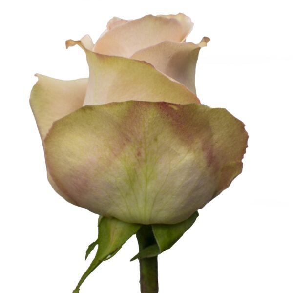 QuickSand-NoveltyRoses-Hispanoroses-800x800-A