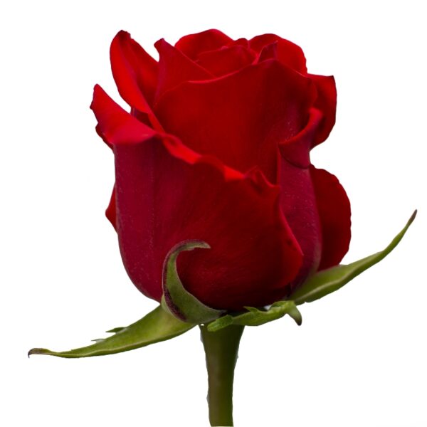 RoyalExplorer-RedRoses-Hispanoroses-800x800-C