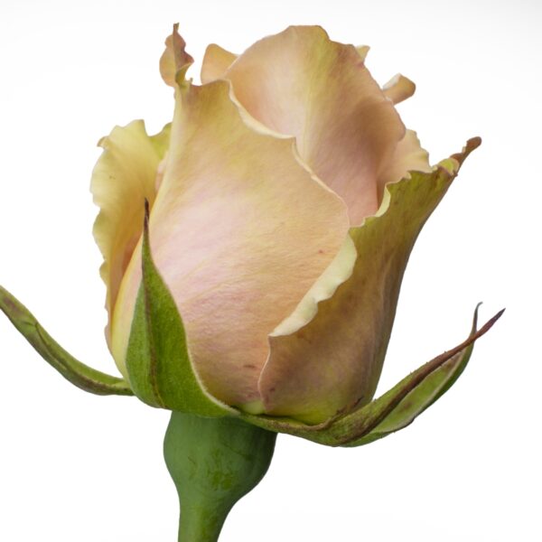 Sahara-NoveltyRoses-Hispanoroses-800x800-A