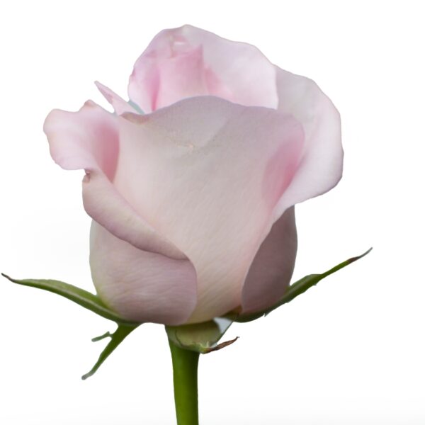 SweetAkito-PinkRoses-Hispanoroses-800x800-A