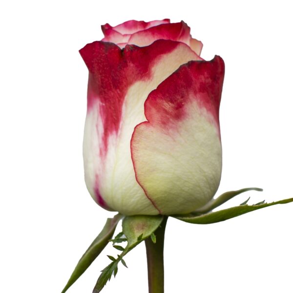 Sweetness-PinkRoses-Hispanoroses-800x800-A