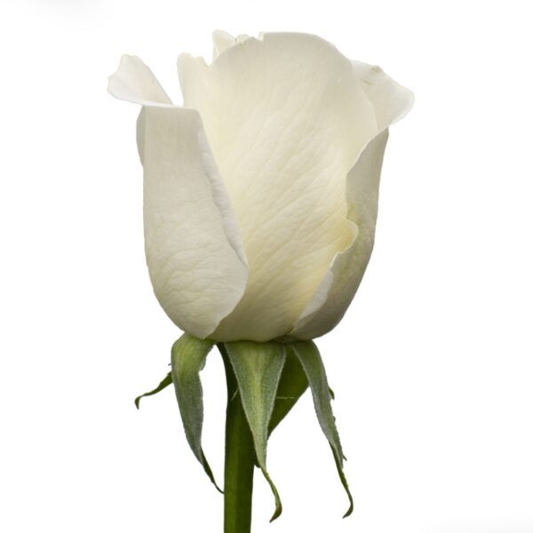 Tibet-WhiteRoses-Hispanoroses-800x800-C