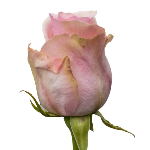 Titanic-PinkRoses-Hispanoroses-800x800-A