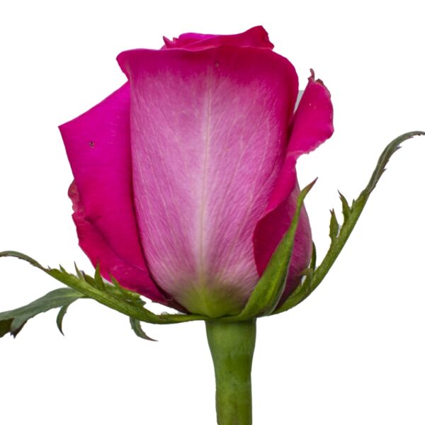 Topaz-PinkRoses-Hispanoroses-800x800-A