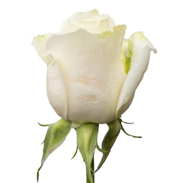 Vendela-WhiteRoses-Hispanoroses-800x800-C