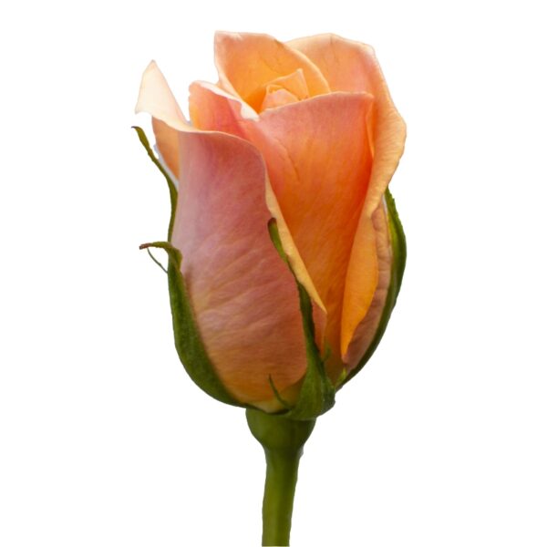 Versilia-NoveltyRoses-Hispanoroses-800x800-C