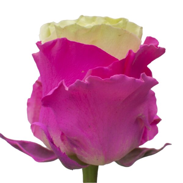 Abeer-SpecialRoses-Hispanoroses-800x800-A