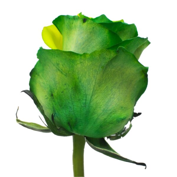Amazonas-SpecialRoses-Hispanoroses-800x800-A