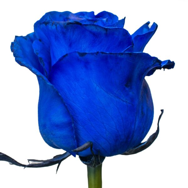 BlueVerito-SpecialRoses-Hispanoroses-800x800-A