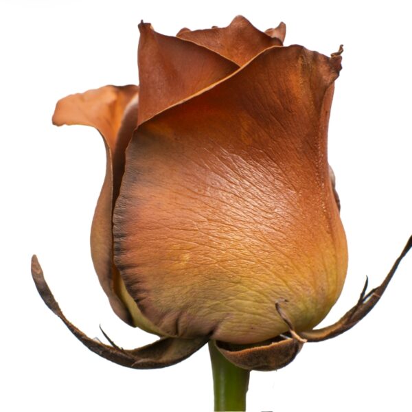 Caffeine-SpecialRoses-Hispanoroses-800x800-A