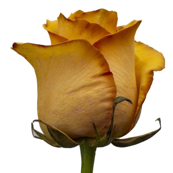 Capuccino-SpecialRoses-Hispanoroses-800x800-A