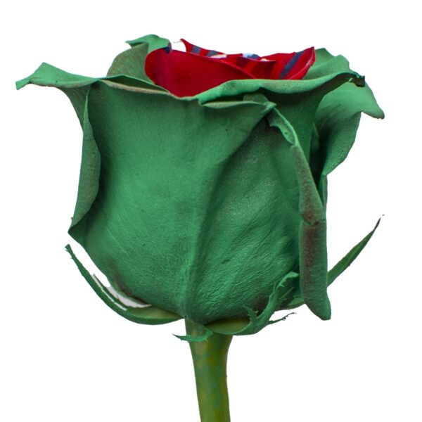 ChristmasSpirit-SpecialRoses-Hispanoroses-800x800-A