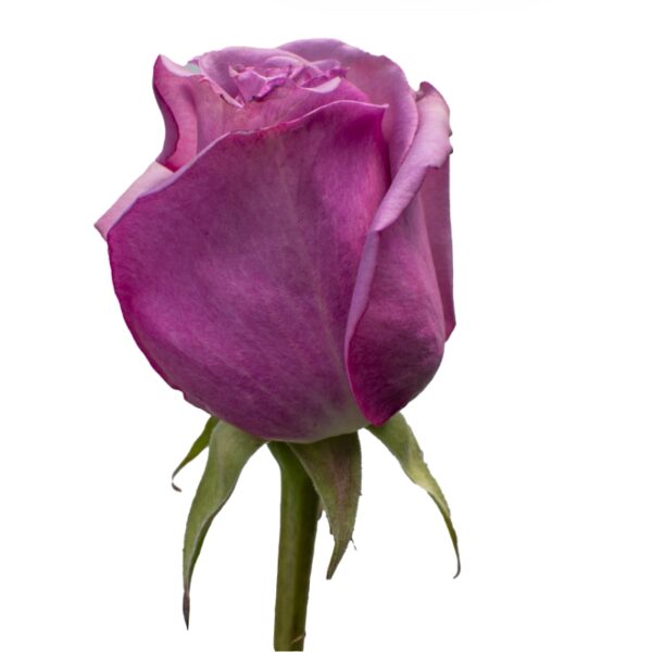 CoolWater-LavanderRoses-Hispanoroses-800x800-A