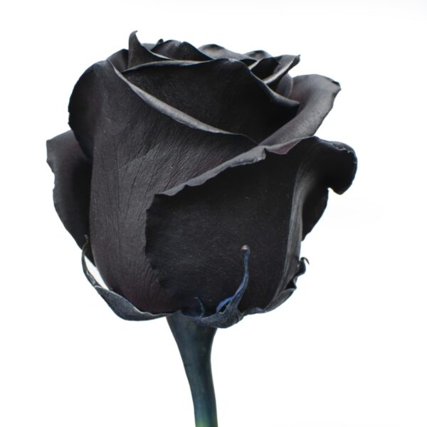 Dragon-SpecialRoses-Hispanoroses-800x800-C