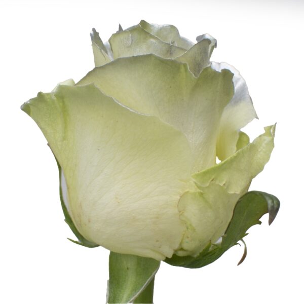 FullMoon-SpecialRoses-Hispanoroses-800x800-A