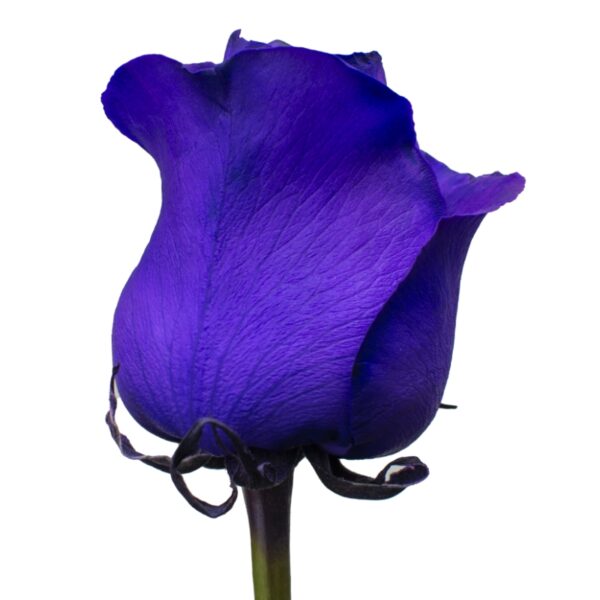 Galaxy-SpecialRoses-Hispanoroses-800x800-A