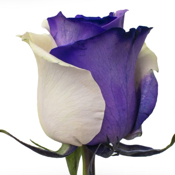 Hissa-SpecialRoses-Hispanoroses-800x800-A