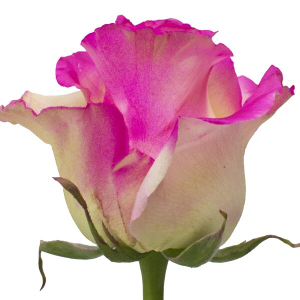 Indigo-SpecialRoses-Hispanoroses-800x800-A
