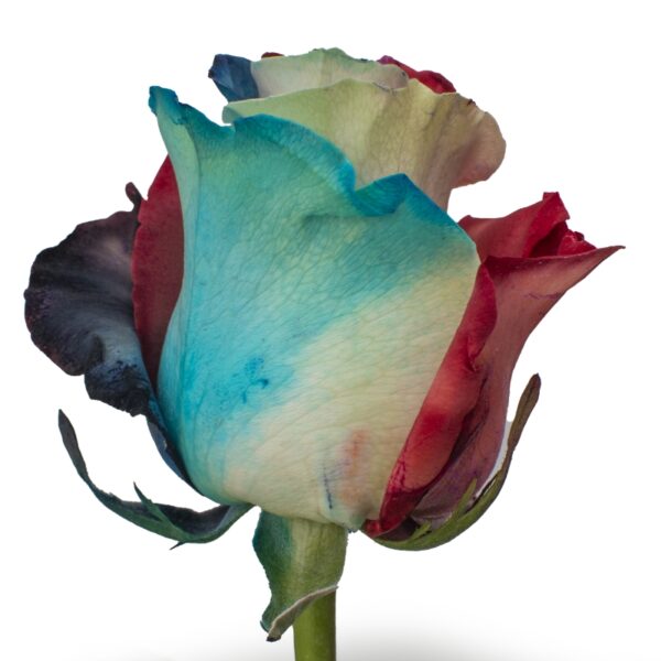 Joker-SpecialRoses-Hispanoroses-800x800-A