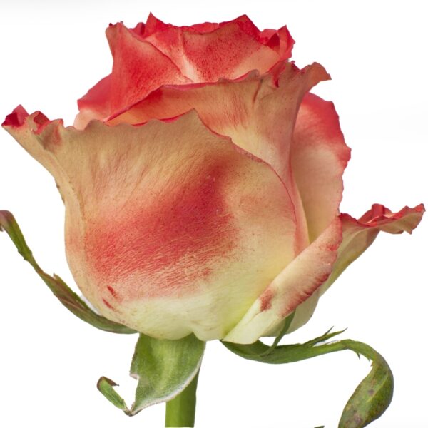 Kaminski-SpecialRoses-Hispanoroses-800x800-A
