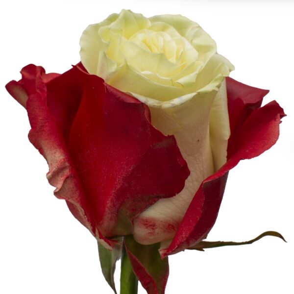 Khairat-SpecialRoses-Hispanoroses-800x800-A