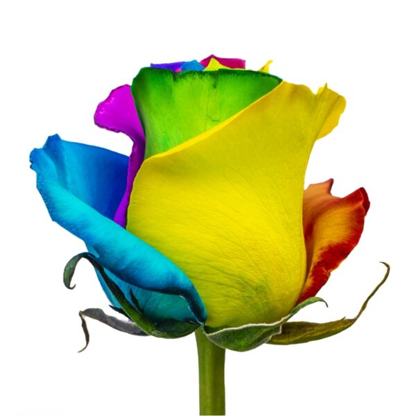LatinRainbow-SpecialRoses-Hispanoroses-800x800-A
