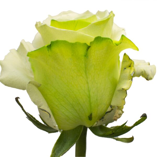 Menta-SpecialRoses-Hispanoroses-800x800-A