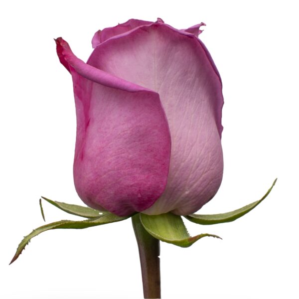 MoodyBlue-LavanderRoses-Hispanoroses-800x800-A