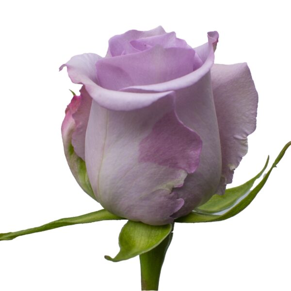 OceanSong-LavanderRoses-Hispanoroses-800x800-C